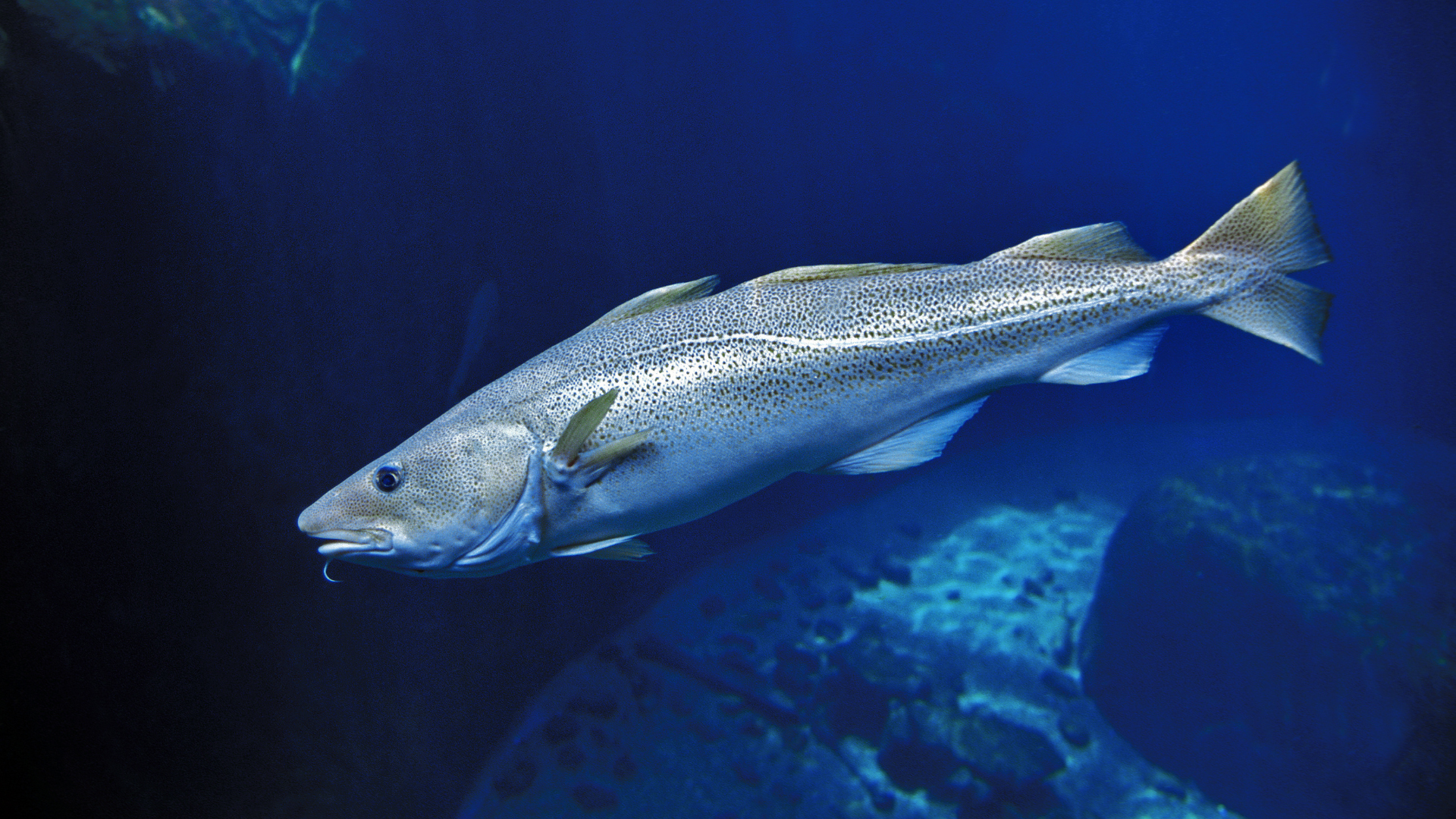 Bacalhau